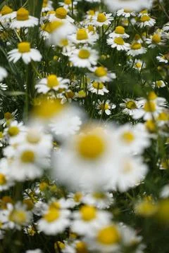 Chamomile daisy flowers in springtime grass field selective focus abstract bl Foto stock
