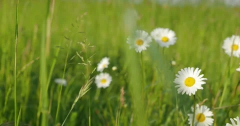 Chamomile dances in the meadow, wind sound Stock Footage 248353325