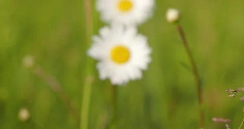 Chamomile dances in the meadow, wind sound Stock Footage 248353410