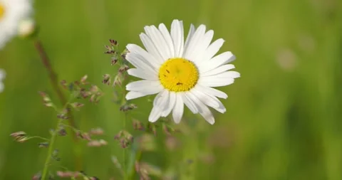 Chamomile dances in the meadow, wind sound Stock Footage 248353458