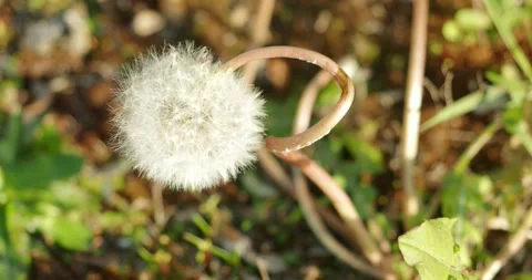 Chamomile dances in the meadow, wind sound Stock Footage 248353480