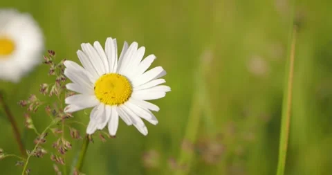 Chamomile dances in the meadow, wind sound Stock Footage 248353485