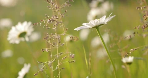 Chamomile dances in the meadow, wind sound Stock Footage 248353588