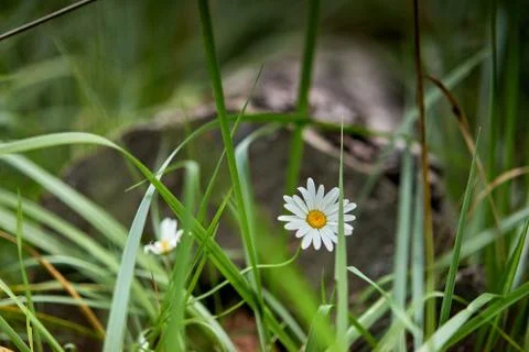 Chamomile in dense grass Stock Photos
