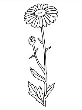 Chamomile in the doodle style Stock Illustration