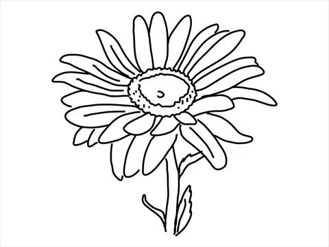 Chamomile in the doodle style Stock Illustration