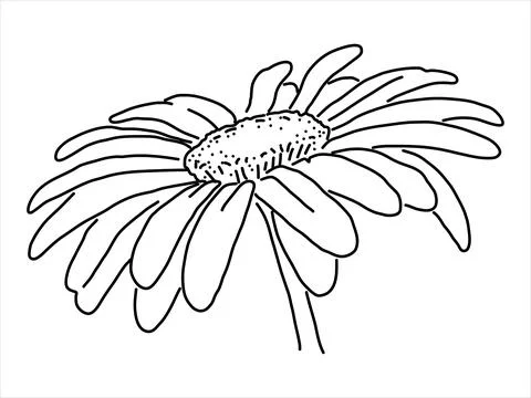 Chamomile in the doodle style. Stock Illustration