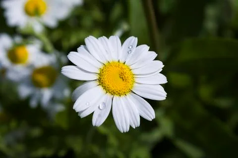 Chamomile with drops Stock Photos