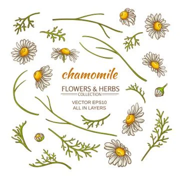 Chamomile elements vector set 스톡 일러스트