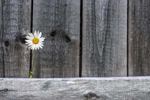 Chamomile on the fence Stock Photos