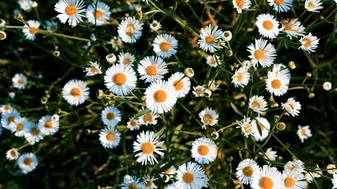 Chamomile field and wind. Top view flowerbed of tiny daisy flower Vídeos de archivo 114350451