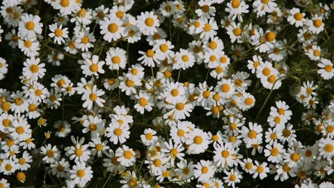 Chamomile field and wind. Top view flower bed of tiny daisy flower Stock Footage 187496566