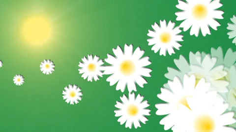 Chamomile field. Animation. 스톡 동영상 37027540