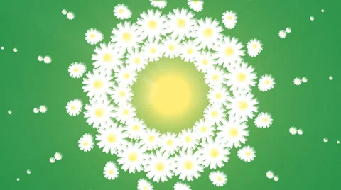 Chamomile field. Animation. Stock-Footage 37072264