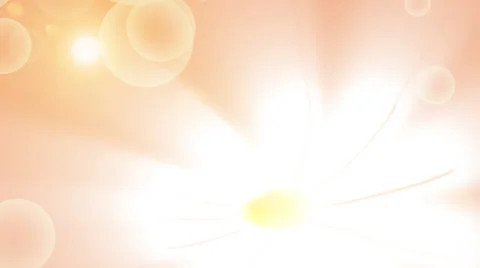 Chamomile field. Animation. Stock-Footage 37575974