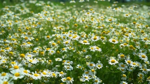 Chamomile field. Chamomile field close up. Daisy flowers. Beautiful nature scene Stock Footage 99891190