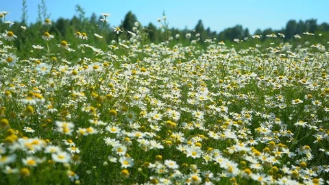 Chamomile field. Chamomile field close up. Daisy flowers. Beautiful nature scene Stock Footage 99891253