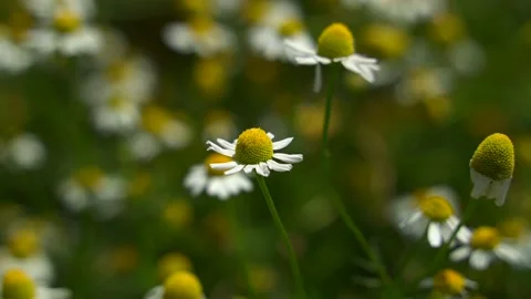 Chamomile in the field. Close-up. Macro shot from Laowa 24 mm. Windy summer day Stock-Footage 132490744