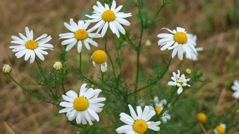 Chamomile in the field close-up slow mo 4k Stock Footage 162339188