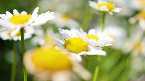 Chamomile field close upchamomile field close up camera moving, turning the Video stock 77727233