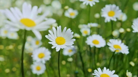 Chamomile Field Close Up View of a daisy flowers. Camera movement along the Stock Footage 91259946