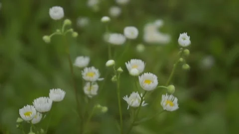 Chamomile Field Close Up View of a daisy flowers with blur background Stock Footage 200037409