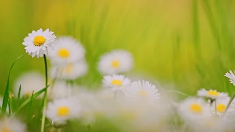 Chamomile Field Close Up View of a daisy flowers. 4k footage Stock Footage 288767025