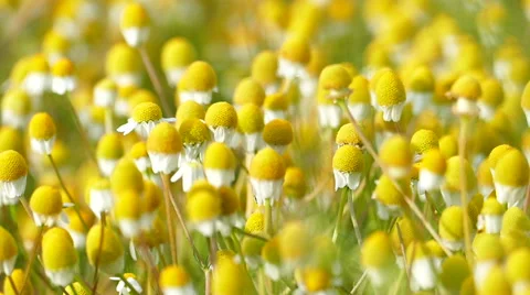 Chamomile field, Closeup Stock Footage 51657324