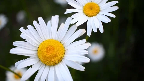 Chamomile in the field in cloudy weather Stock Footage 90381391