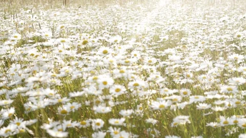 Chamomile field during sunset. Stock Footage 245383562