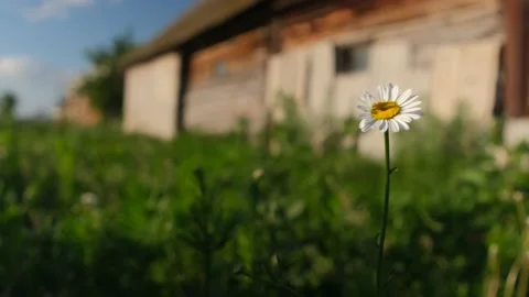 The chamomile field flower sways in the wind in summer. Against the background o Stock-Footage 155978359