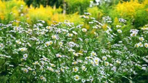 Chamomile field flowers swaving in the wind. Summer meadow full of wildflowers Stock Footage 342819569