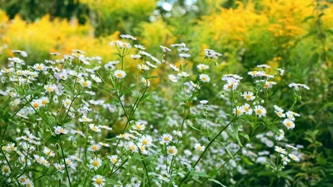 Chamomile field flowers swaving in the wind. Summer meadow full of wildflowers Stock Footage 342925293