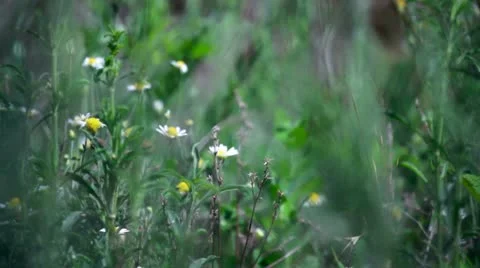 Chamomile field Stock Footage 12537877