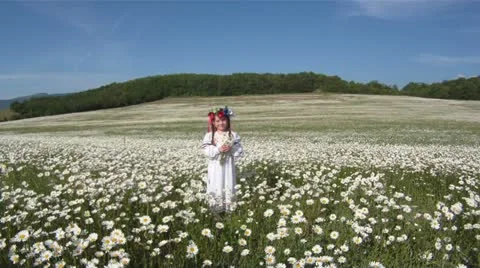 Chamomile field Stock Footage 14841565