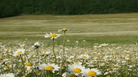 In a chamomile field Stock Footage