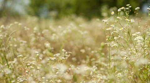Chamomile field Video stock 40726643