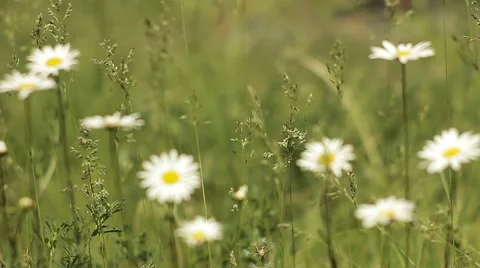 Chamomile Field 動画素材 50355859