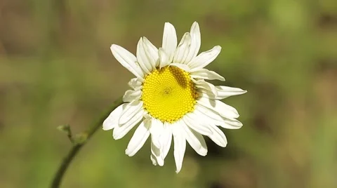 Chamomile Field 動画素材 50442293