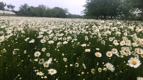 Chamomile field Stock Footage 109545967