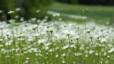 Chamomile Field Stock Footage 136124864