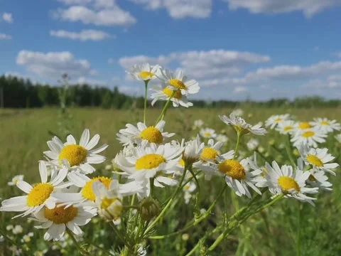 Chamomile in the field Stock Footage 158991868
