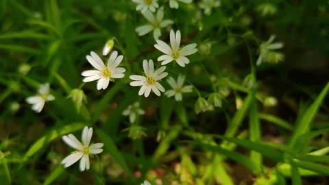 Chamomile field on a green meadow Stock Footage 334853206