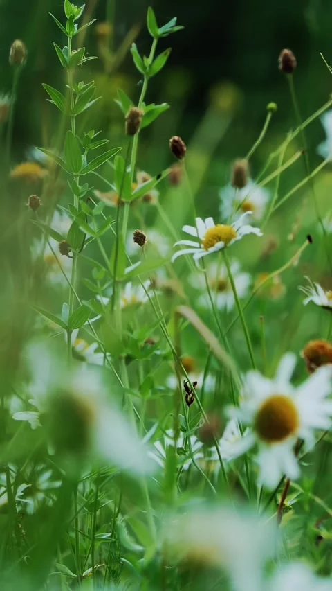Chamomile field, lawn in the forest with flowering daisies, summer Stock Footage 317845028