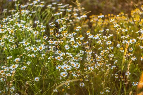  Chamomile field Stock Photos