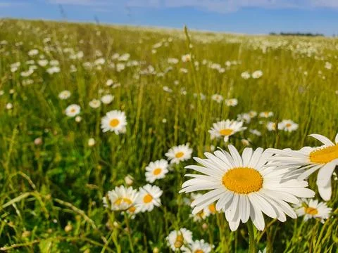 Chamomile field Stock Photos
