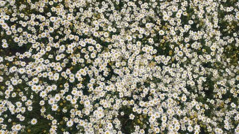 Chamomile Field Stock Photos