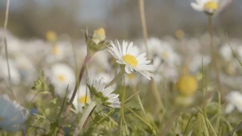 Chamomile field plant wind close up.3 different shots Video stock 127741772