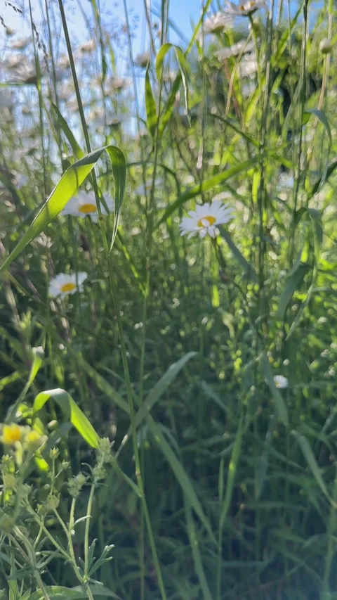 Chamomile field seen from bottom rising upward. Camera moves through daisy .. Stock Footage 340144859