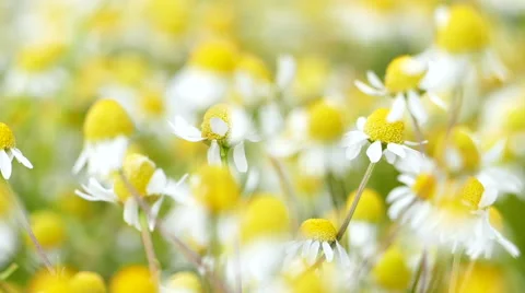 Chamomile field, Shallow focus, Slow motion Stock Footage 51653568